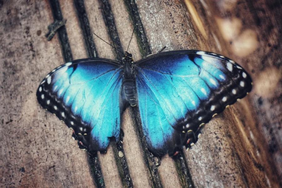 Belajar Flutter #4: Integrasi REST API dan Parsing JSON